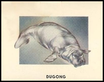 103 Dugong